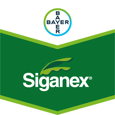 Siganex®