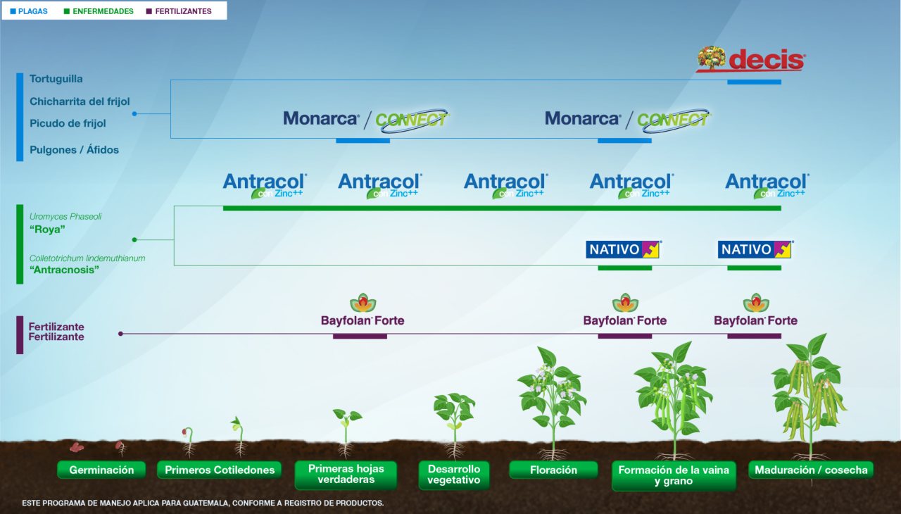 Fenología Arroz