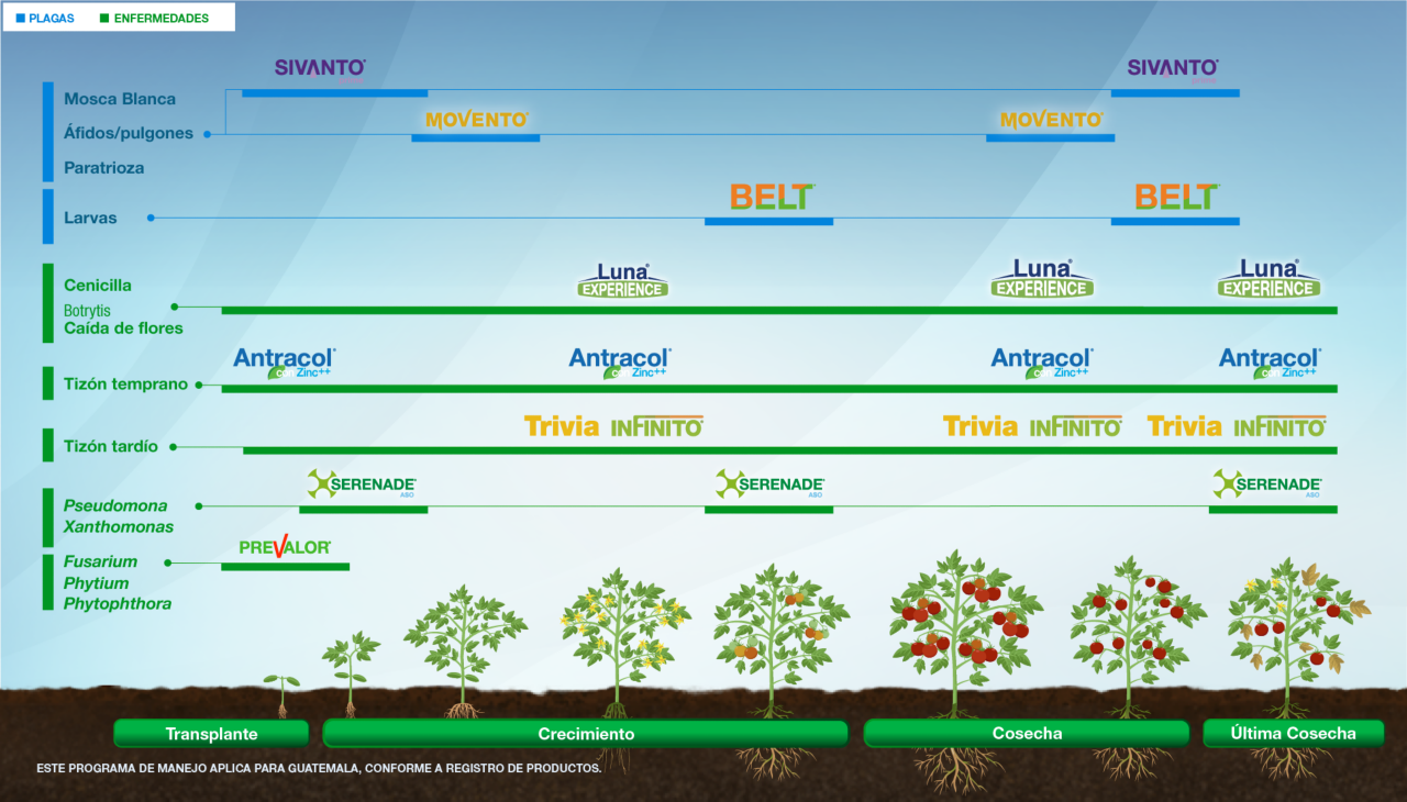 Fenología Arroz